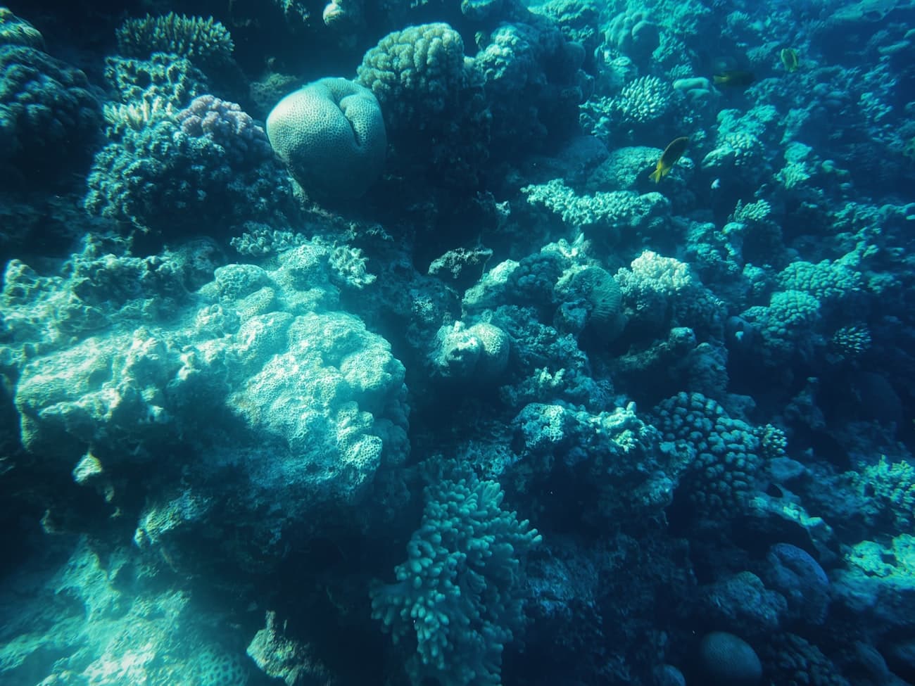 Coral garden and reef fish in the clear water of the Red Sea